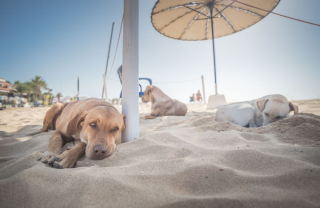 Illustration de l'article : 20 photos rendant hommage aux chiens errants, r&eacute;alis&eacute;es par un passionn&eacute; de voyages et de canid&eacute;s