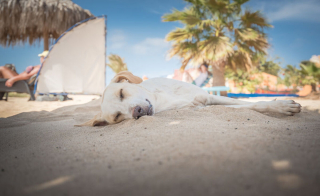Illustration de l'article : 20 photos rendant hommage aux chiens errants, r&eacute;alis&eacute;es par un passionn&eacute; de voyages et de canid&eacute;s