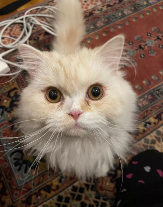 Illustration de l'article : Les émouvantes retrouvailles, 9000 kilomètres plus loin, d'un chat et de sa maîtresse séparés par la guerre en Ukraine