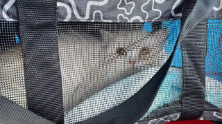 Illustration de l'article : Les émouvantes retrouvailles, 9000 kilomètres plus loin, d'un chat et de sa maîtresse séparés par la guerre en Ukraine