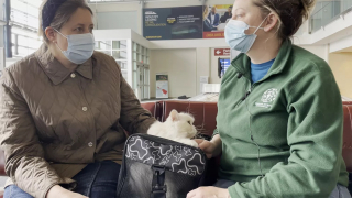 Illustration de l'article : Les émouvantes retrouvailles, 9000 kilomètres plus loin, d'un chat et de sa maîtresse séparés par la guerre en Ukraine