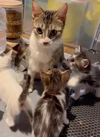 Illustration de l'article : Une portée de chatons affamés et leur mère réunies grâce à la persévérance des bénévoles