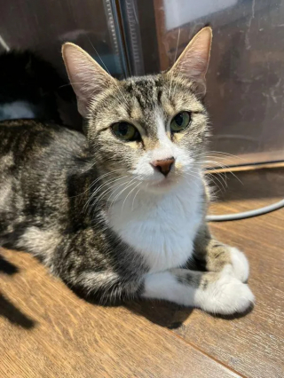 Illustration de l'article : Une portée de chatons affamés et leur mère réunies grâce à la persévérance des bénévoles