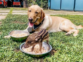 Illustration de l'article : Ils recueillent un jeune sanglier en détresse et leur chienne décide de l'adopter