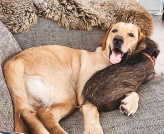 Illustration de l'article : Ils recueillent un jeune sanglier en détresse et leur chienne décide de l'adopter