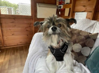 Illustration de l'article : Nouveau départ pour un chien gardé en cage des années durant et sauvé par une association