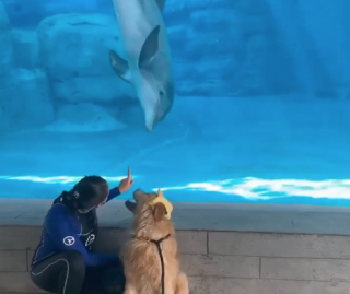 Illustration de l'article : La rencontre inoubliable entre un Golden Retriever et un dauphin donne lieu à une vidéo magnifique