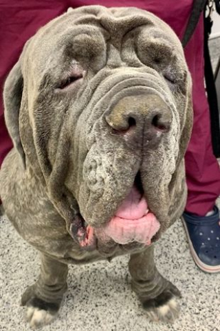 Illustration de l'article : Grosse opération chirurgicale pour retirer un kilo de peau causant des problèmes de vision à ce chien