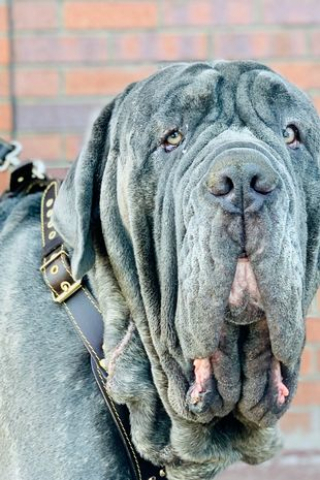 Illustration de l'article : Grosse opération chirurgicale pour retirer un kilo de peau causant des problèmes de vision à ce chien