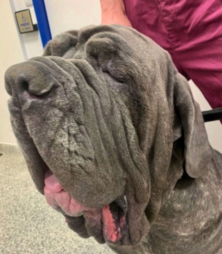 Illustration de l'article : Grosse opération chirurgicale pour retirer un kilo de peau causant des problèmes de vision à ce chien