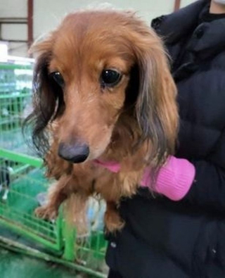 Illustration de l'article : 24 heures avant de finir sa vie dans un marché de viande canine en Corée, ce Teckel a connu une issue inespérée