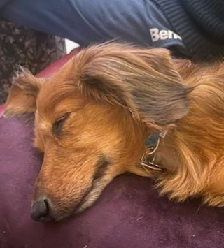 Illustration de l'article : 24 heures avant de finir sa vie dans un marché de viande canine en Corée, ce Teckel a connu une issue inespérée