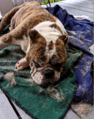 Illustration de l'article : Abandonnée dans une benne à ordures, cette chienne en état de détresse reçoit l'aide inespérée d'un éboueur