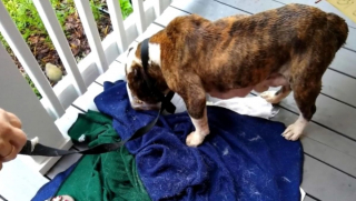 Illustration de l'article : Abandonnée dans une benne à ordures, cette chienne en état de détresse reçoit l'aide inespérée d'un éboueur