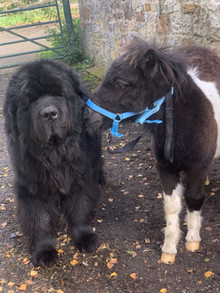 Illustration de l'article : Un chien et un poney s'adorent au point de ne plus pouvoir se passer l'un de l'autre !