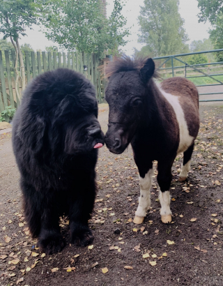 Illustration de l'article : Un chien et un poney s'adorent au point de ne plus pouvoir se passer l'un de l'autre !