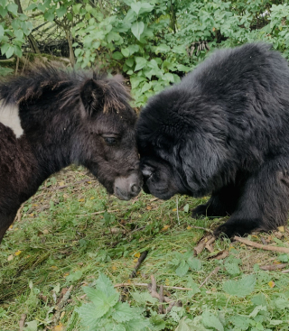 Illustration de l'article : Un chien et un poney s'adorent au point de ne plus pouvoir se passer l'un de l'autre !