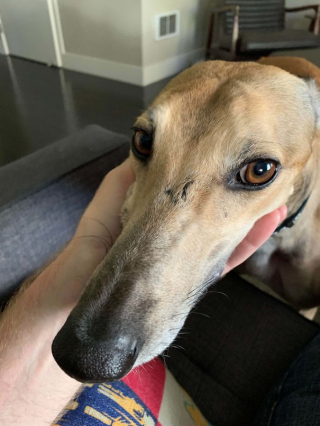 Illustration de l'article : 16 animaux incapables de cacher leur bonheur après leur adoption