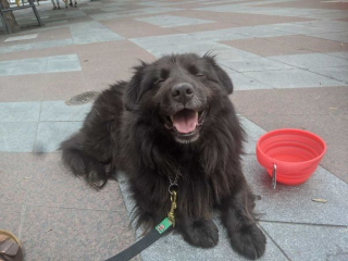 Illustration de l'article : 16 animaux incapables de cacher leur bonheur après leur adoption