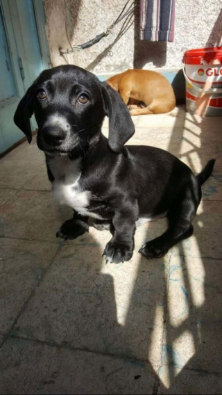 Illustration de l'article : 16 animaux incapables de cacher leur bonheur après leur adoption