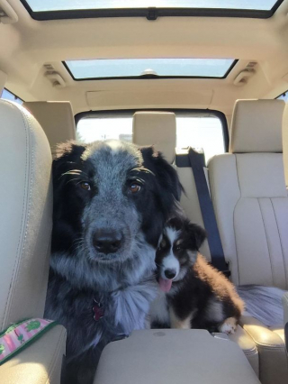 Illustration de l'article : 16 animaux incapables de cacher leur bonheur après leur adoption