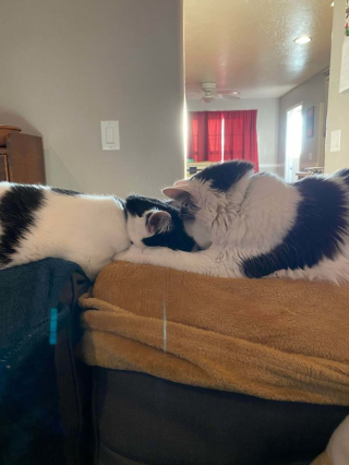 Illustration de l'article : 16 animaux incapables de cacher leur bonheur après leur adoption