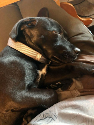 Illustration de l'article : 16 animaux incapables de cacher leur bonheur après leur adoption