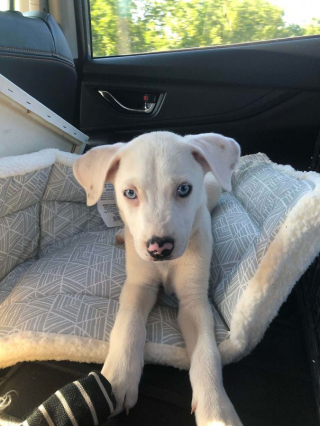 Illustration de l'article : 16 animaux incapables de cacher leur bonheur après leur adoption