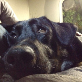 Illustration de l'article : 16 animaux incapables de cacher leur bonheur après leur adoption