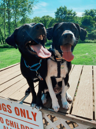 Illustration de l'article : 16 animaux incapables de cacher leur bonheur après leur adoption