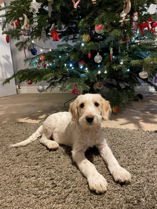 Illustration de l'article : Une maison pour Noël : ces trois chiots ont été sauvés de la rue juste à temps pour passer Noël au chaud et entourés d’amour