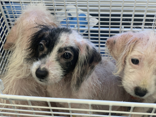 Illustration de l'article : Une maison pour Noël : ces trois chiots ont été sauvés de la rue juste à temps pour passer Noël au chaud et entourés d’amour