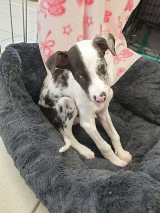 Illustration de l'article : Un passant s'empresse de secourir des chiots sourds, malvoyants et sans défense éjectés d'une voiture