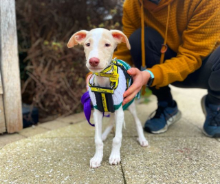 Illustration de l'article : Un passant s'empresse de secourir des chiots sourds, malvoyants et sans défense éjectés d'une voiture