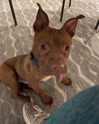 Illustration de l'article : Privé de ses dents, malade et utilisé comme appât pour les combats, ce chiot découvre le sens du mot « amour »