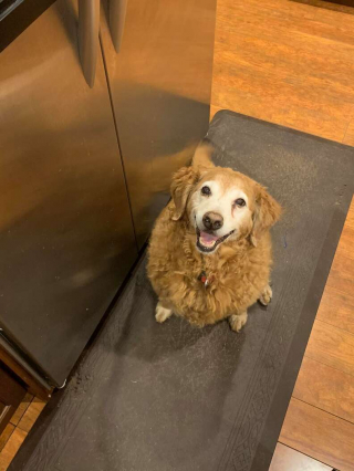 Illustration de l'article : Une chienne senior ruse quotidiennement avec ses propriétaires pour obtenir des friandises à volonté !