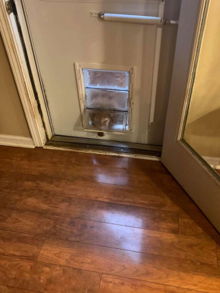 Illustration de l'article : Une chienne senior ruse quotidiennement avec ses propriétaires pour obtenir des friandises à volonté !