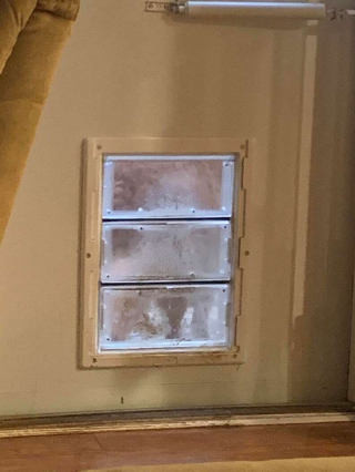 Illustration de l'article : Une chienne senior ruse quotidiennement avec ses propriétaires pour obtenir des friandises à volonté !