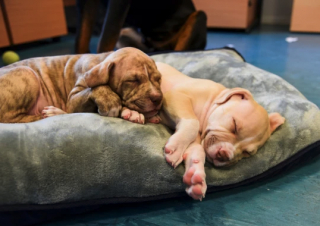 Illustration de l'article : Abandonné à cause de son handicap, ce Rottweiler va de l'avant et devient le père de substitution de 2 chiots (vidéo)