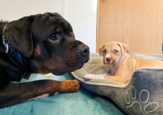 Illustration de l'article : Abandonné à cause de son handicap, ce Rottweiler va de l'avant et devient le père de substitution de 2 chiots (vidéo)