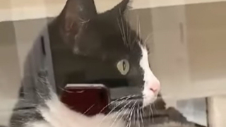 Illustration de l'article : Un chat de 10 ans dont personne ne voulait goûte au bonheur de la vie grâce à un poème émouvant (vidéo)