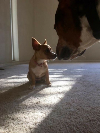 Illustration de l'article : 11 photos de petits chiens qui n'ont absolument pas peur de plus gros qu'eux