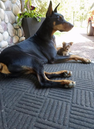 Illustration de l'article : 11 photos de petits chiens qui n'ont absolument pas peur de plus gros qu'eux