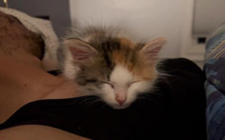 Illustration de l'article : 2 chatons aux destins brisés s'unissent au refuge et câlinent tous les nouveaux arrivants