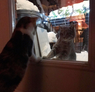 Illustration de l'article : Sans espoir, un chat errant en recherche de nourriture s'approche d'une maison et finit par être adopté par un autre chat