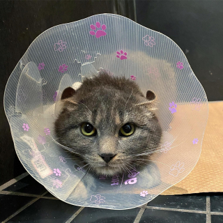 Illustration de l'article : Sans espoir, un chat errant en recherche de nourriture s'approche d'une maison et finit par être adopté par un autre chat