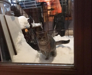 Illustration de l'article : Sans espoir, un chat errant en recherche de nourriture s'approche d'une maison et finit par être adopté par un autre chat