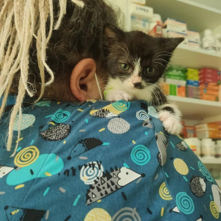 Illustration de l'article : Avec l'aide de sa famille d'accueil, un chaton errant vainc sa timidité et apprend à s'affirmer