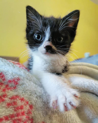 Illustration de l'article : Avec l'aide de sa famille d'accueil, un chaton errant vainc sa timidité et apprend à s'affirmer