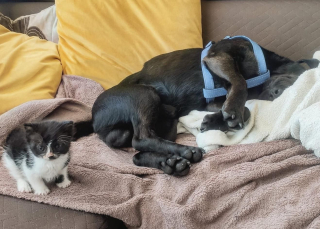 Illustration de l'article : Avec l'aide de sa famille d'accueil, un chaton errant vainc sa timidité et apprend à s'affirmer